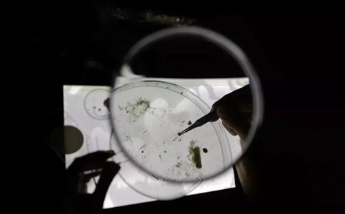 科學家確認人體已被微塑料污染，污染源不僅是海洋