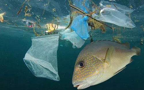 科學家確認人體已被微塑料污染，污染源不僅是海洋