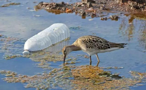 科學家確認人體已被微塑料污染，污染源不僅是海洋